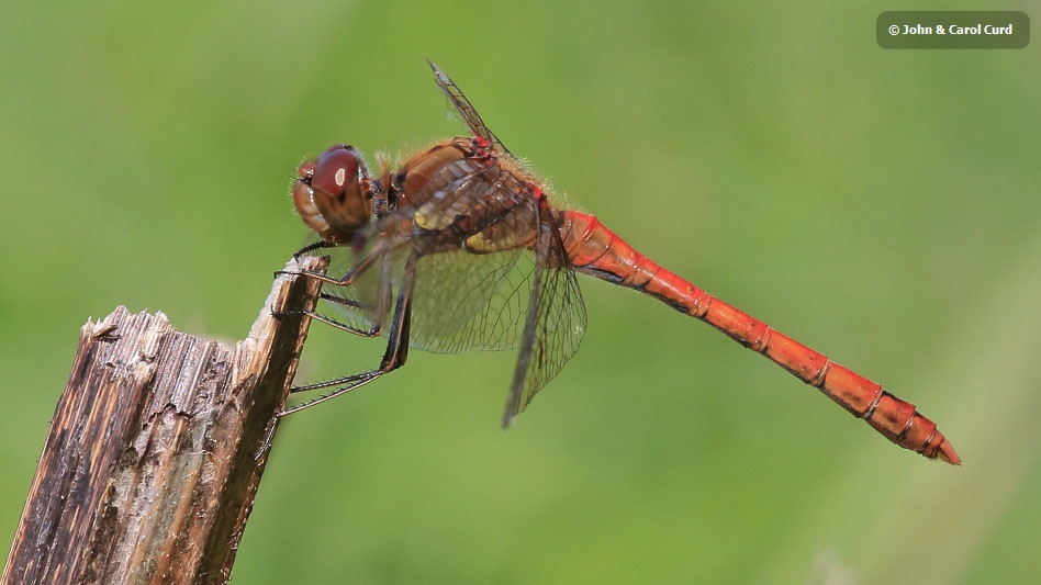 IMG_7210 Sympetrum striolatum male.JPG